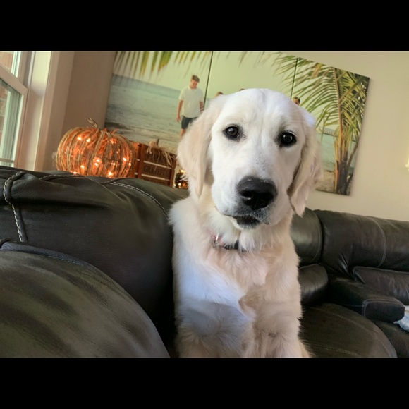 Meet your Posher, Allison - Picture 1 of 1